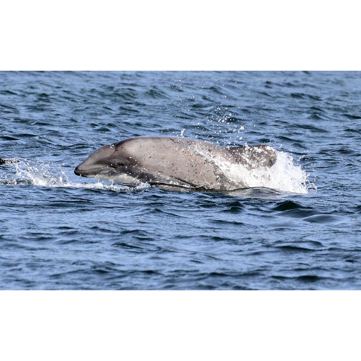 Белобрюхий дельфин (Cephalorhynchus eutropia) Фото №10