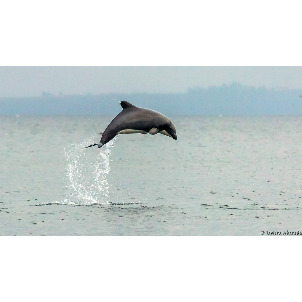 Белобрюхий дельфин (Cephalorhynchus eutropia) Фото №3