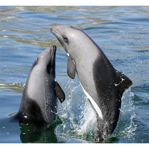 Дельфин Хэвисайда (Cephalorhynchus heavisidii) Фото №10