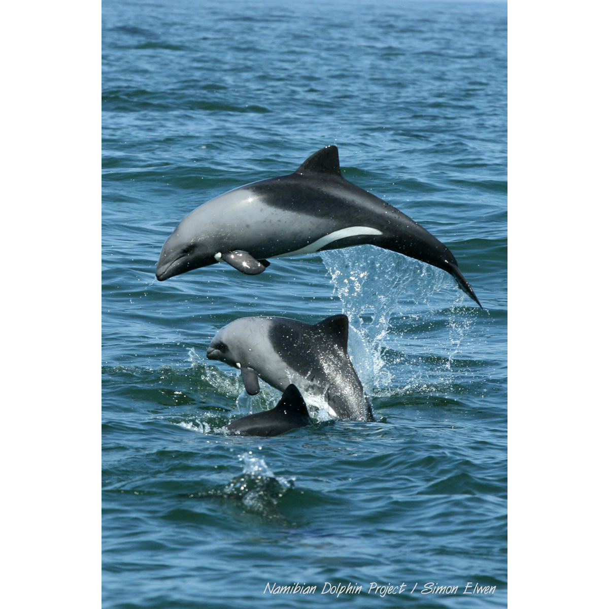 Дельфин Хэвисайда (Cephalorhynchus heavisidii) Фото №2