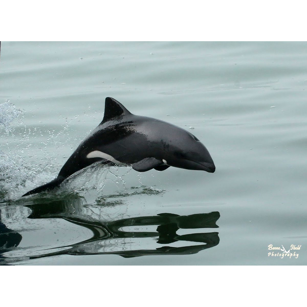 Дельфин Хэвисайда (Cephalorhynchus heavisidii) Фото №3