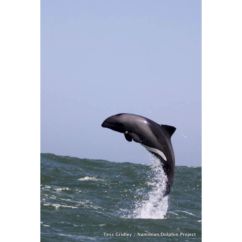 Дельфин Хэвисайда (Cephalorhynchus heavisidii) Фото №4