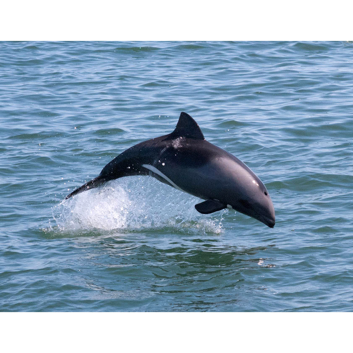 Дельфин Хэвисайда (Cephalorhynchus heavisidii) Фото №5