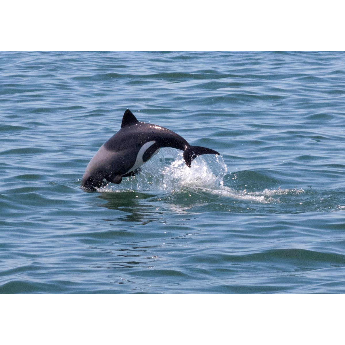 Дельфин Хэвисайда (Cephalorhynchus heavisidii) Фото №6