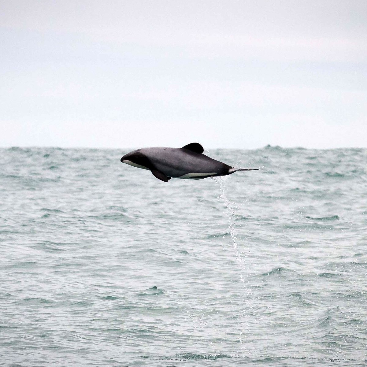 Дельфин Гектора (Cephalorhynchus hectori) Фото №2