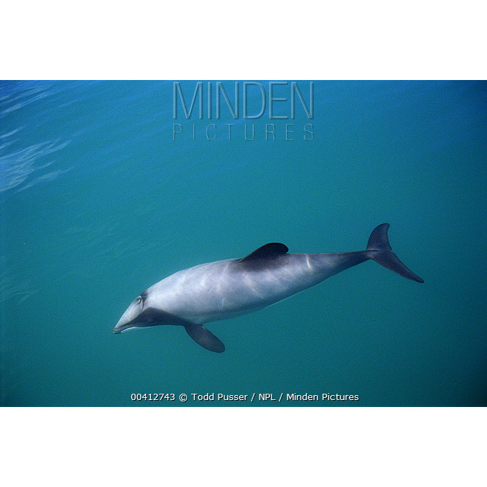 Дельфин Гектора (Cephalorhynchus hectori) Фото №4