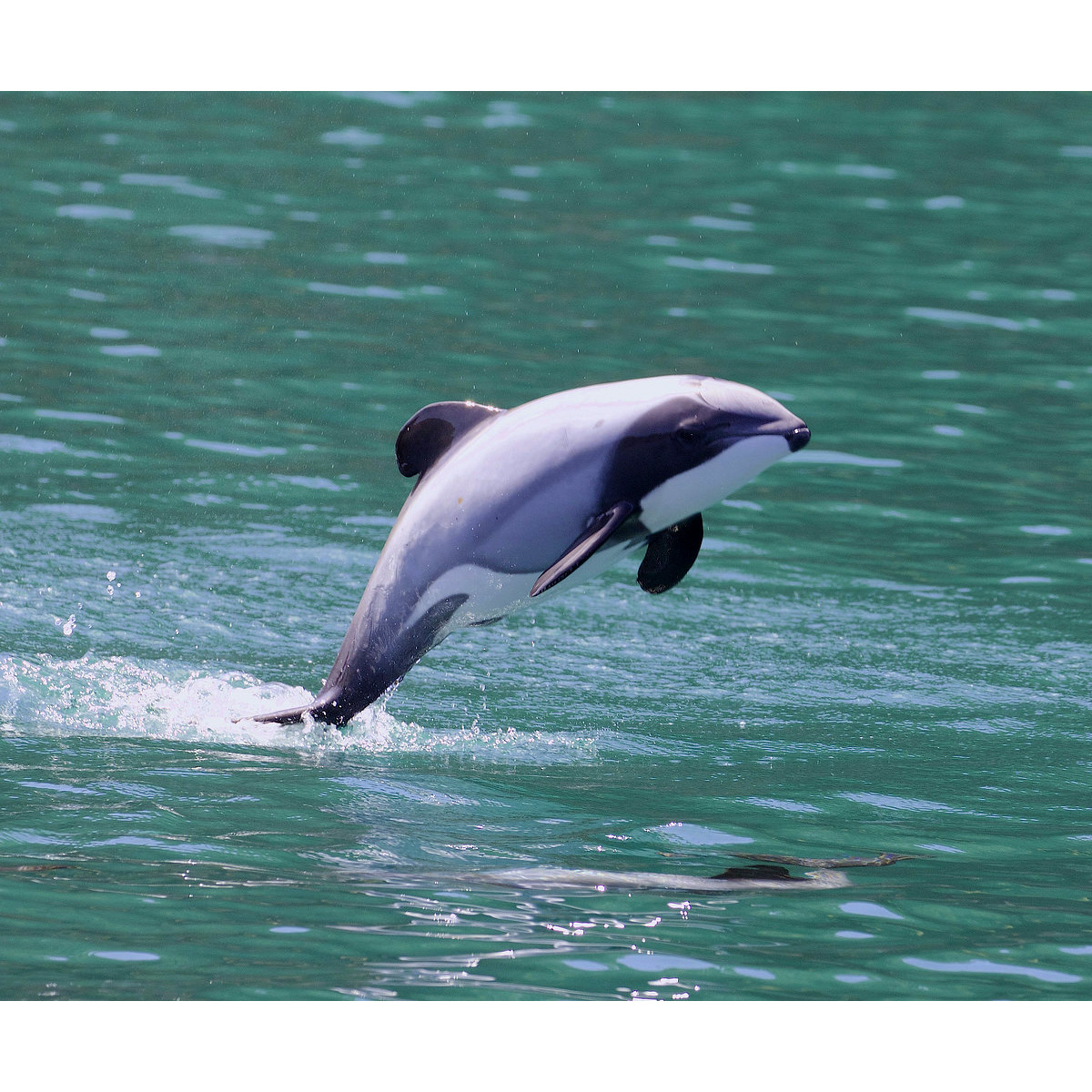 Дельфин Гектора (Cephalorhynchus hectori) Фото №5