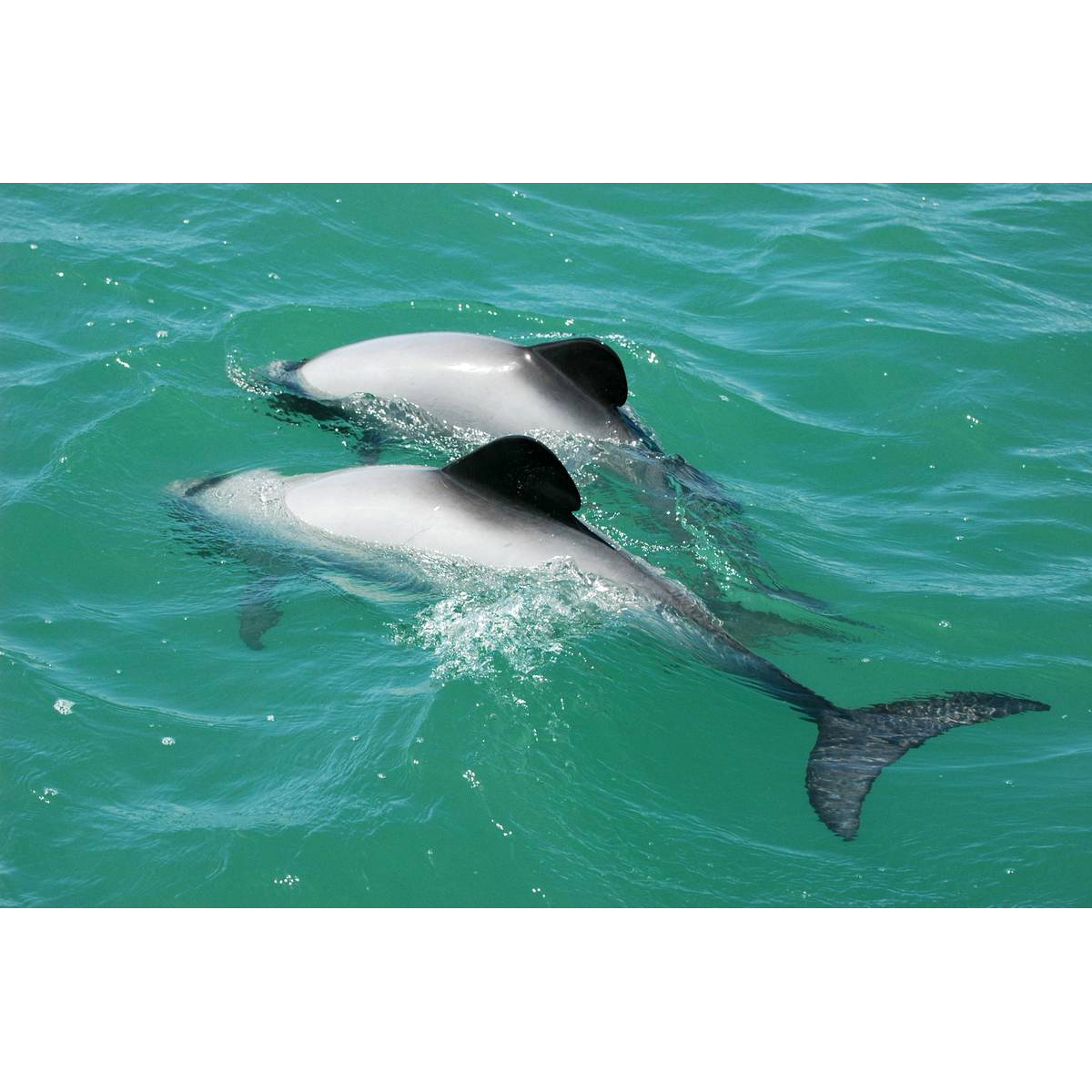 Дельфин Гектора (Cephalorhynchus hectori) Фото №8