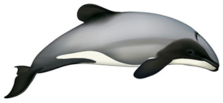 Cephalorhynchus hectori hectori