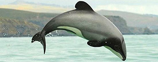 Cephalorhynchus hectori maui