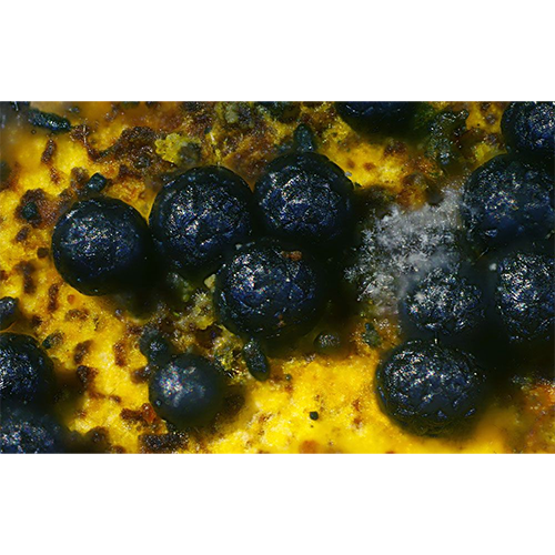 Отряд Cephalothecales фото