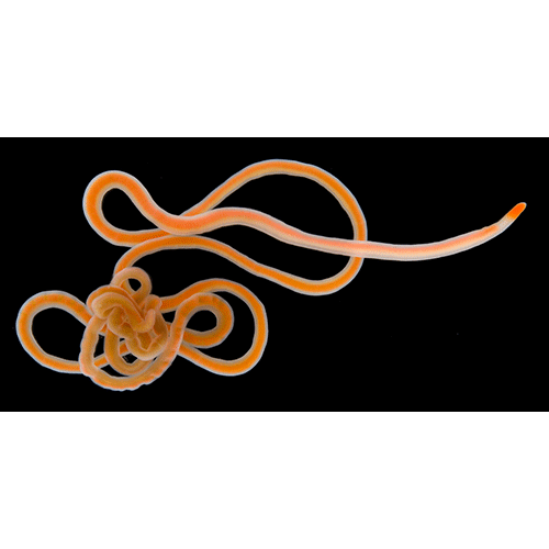 Семейство Cephalothricidae  фото