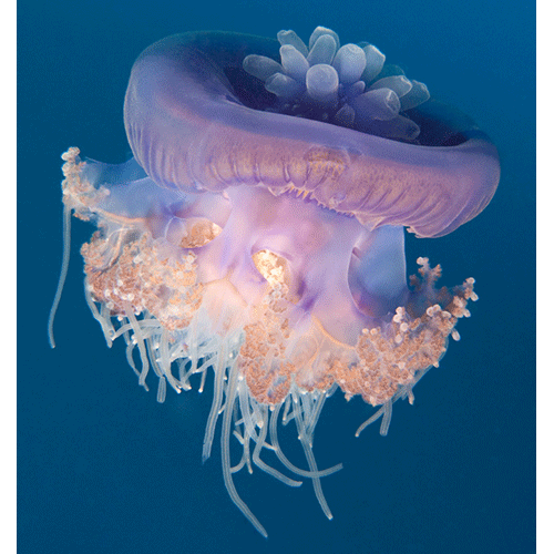 Семейство Cepheidae  фото