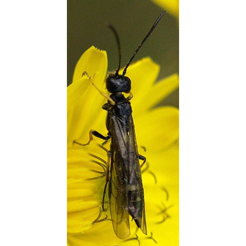 Семейство Cephoidea фото