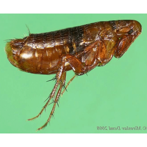 Семейство Ceratophylloidea фото