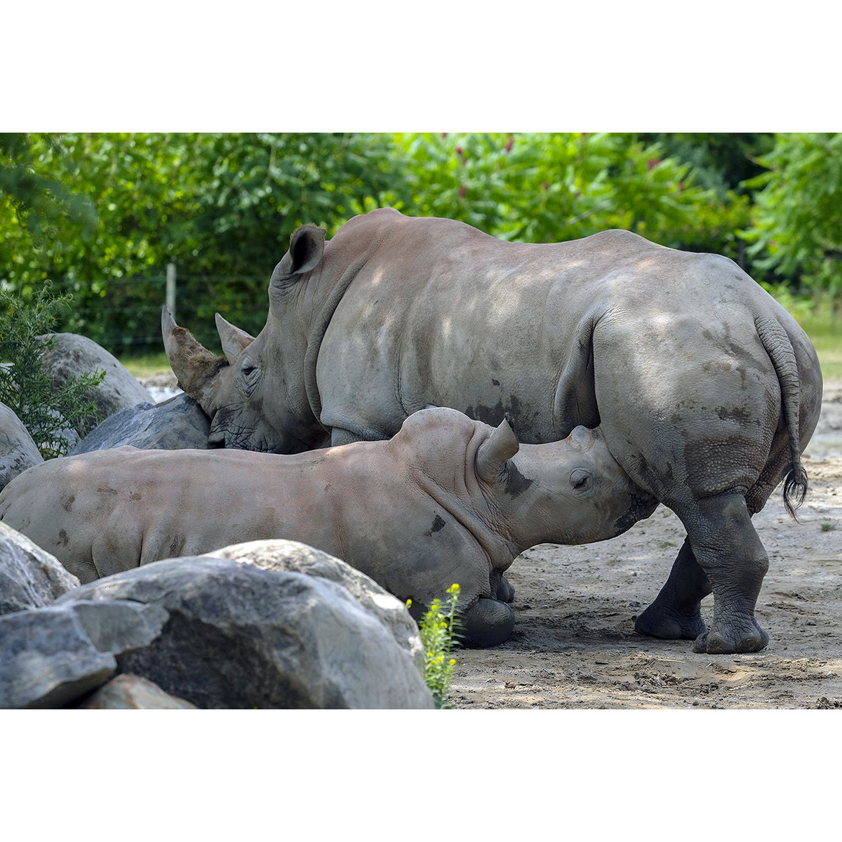 Северный белый носорог (Ceratotherium cottoni) Фото №9