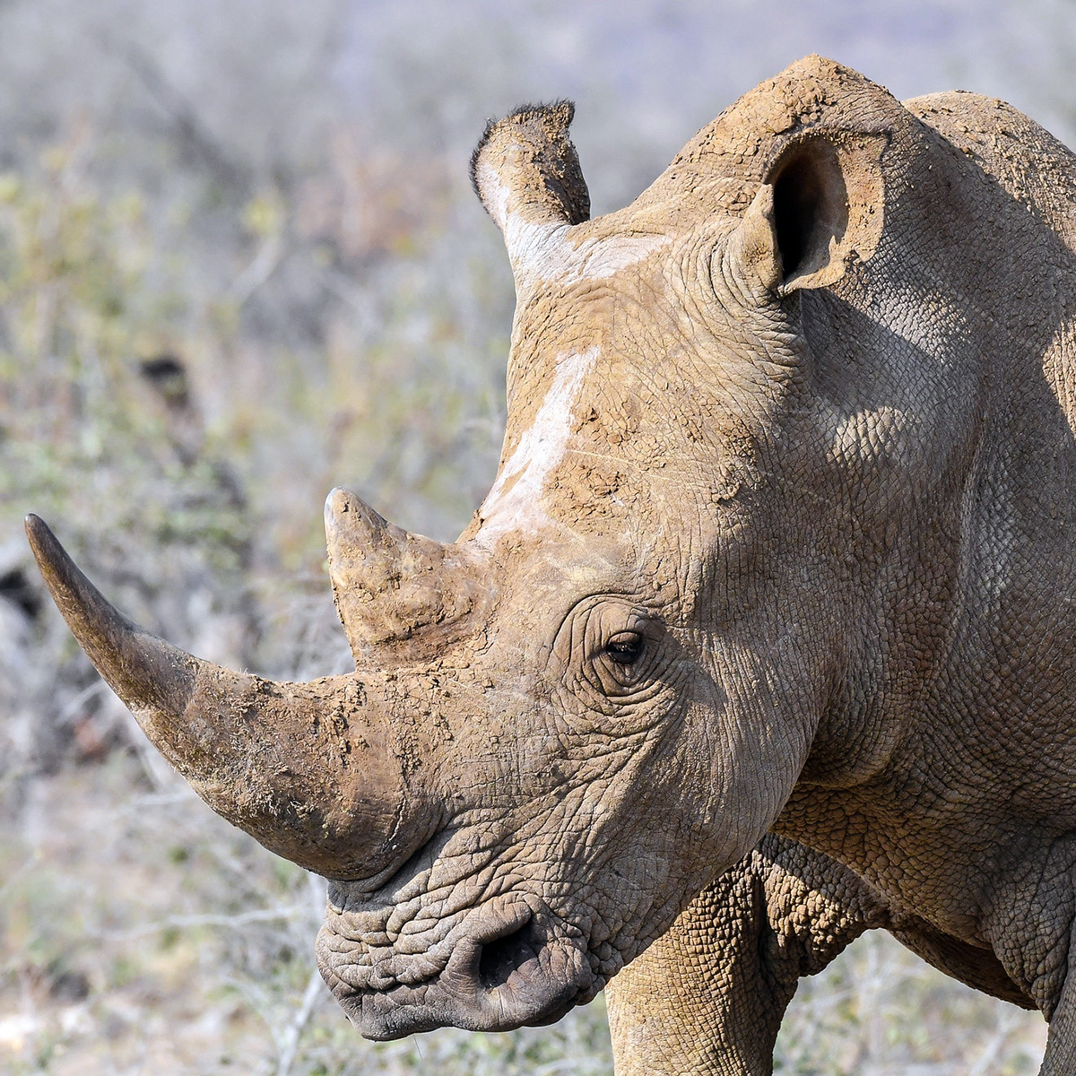 Южный белый носорог (Ceratotherium simum) Фото №10