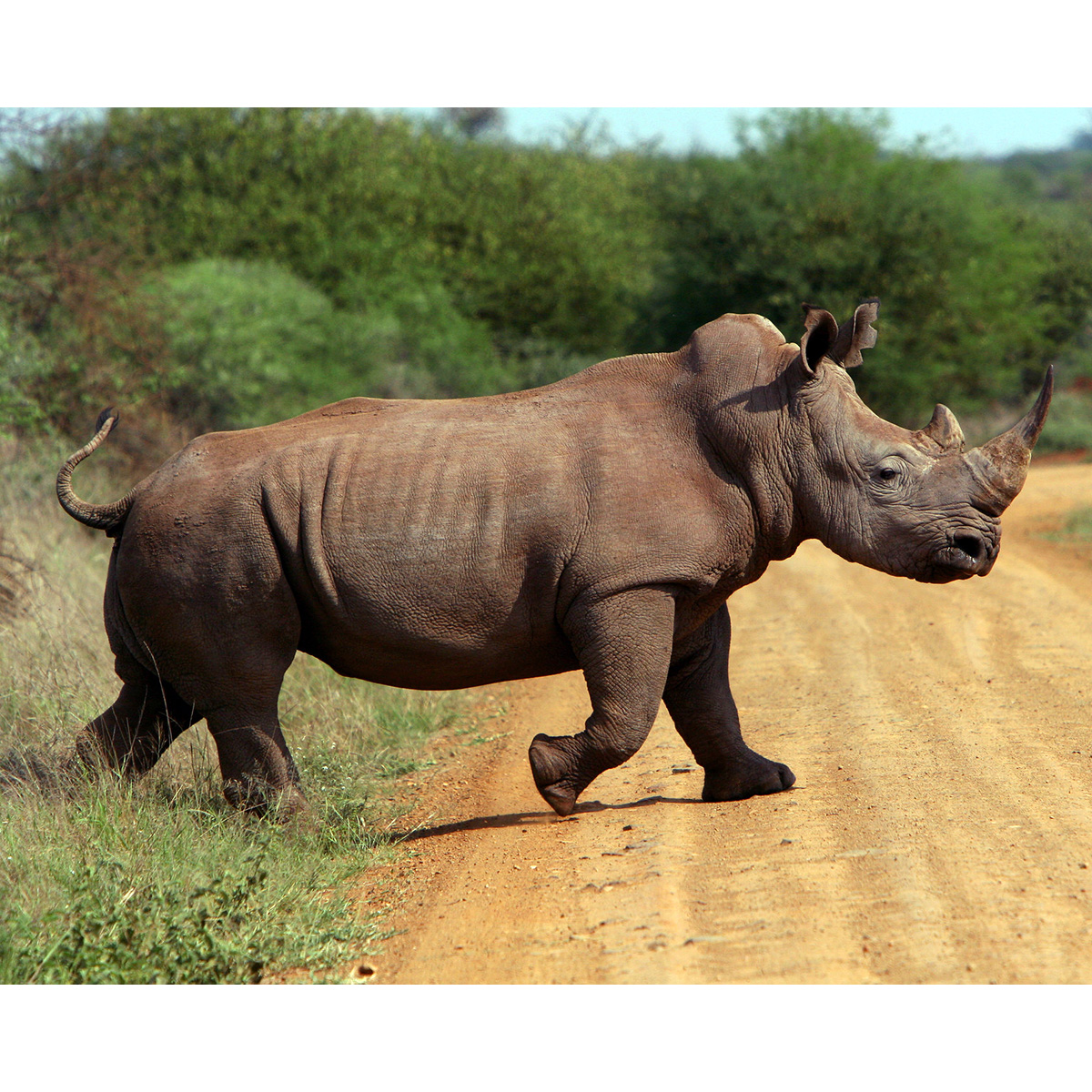 Южный белый носорог (Ceratotherium simum) Фото №3
