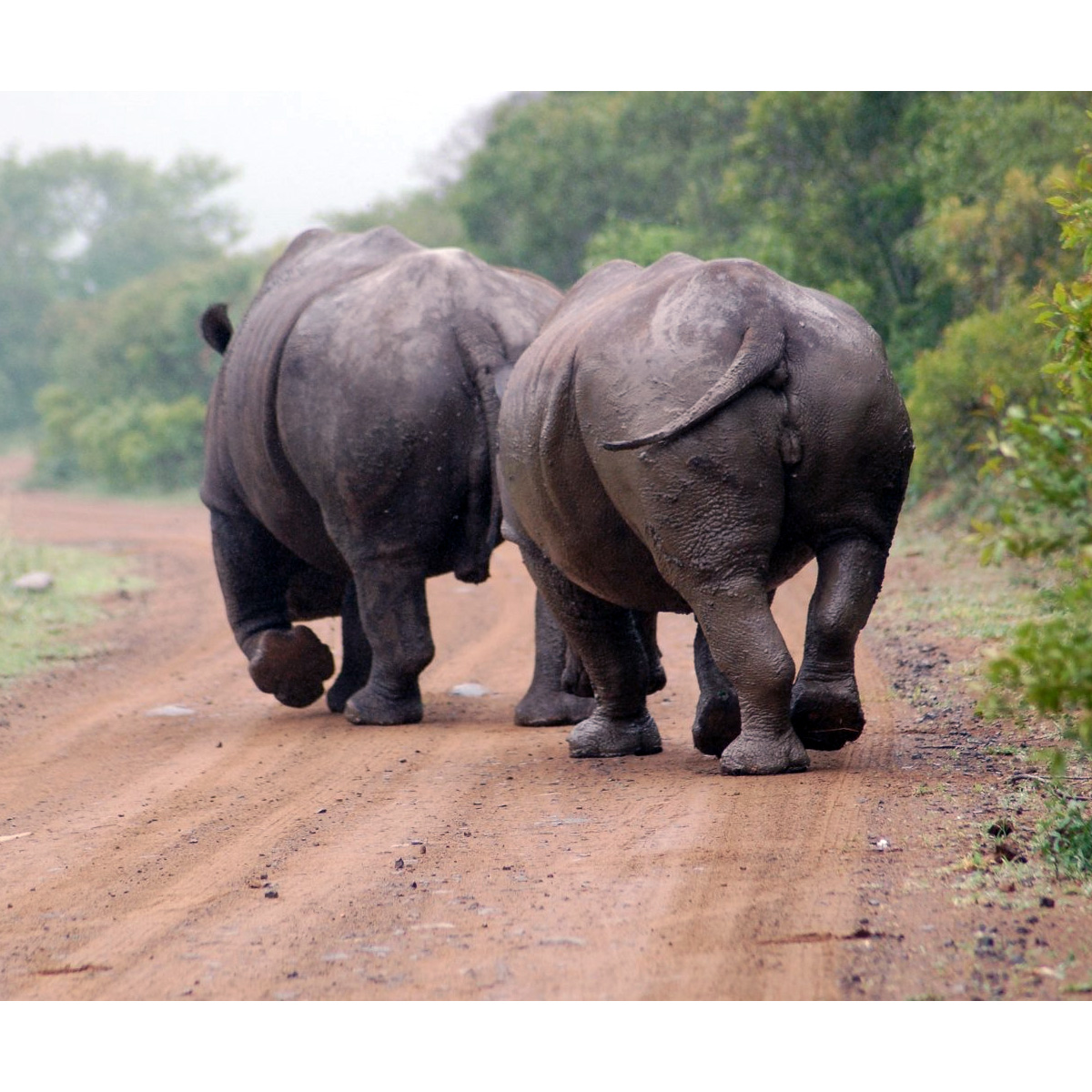 Южный белый носорог (Ceratotherium simum) Фото №6