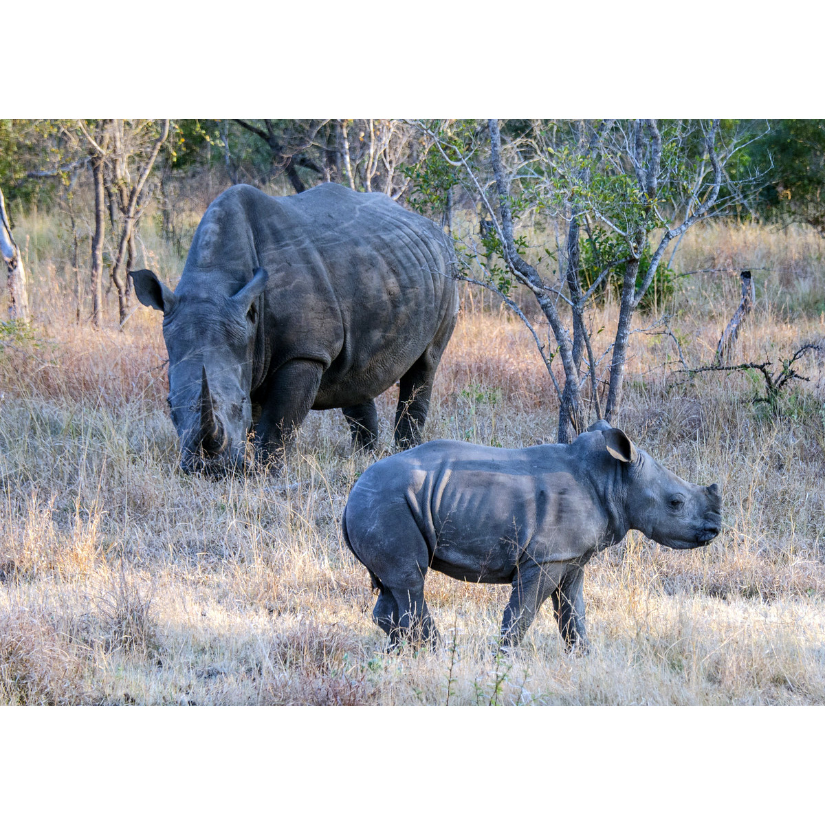 Южный белый носорог (Ceratotherium simum) Фото №8