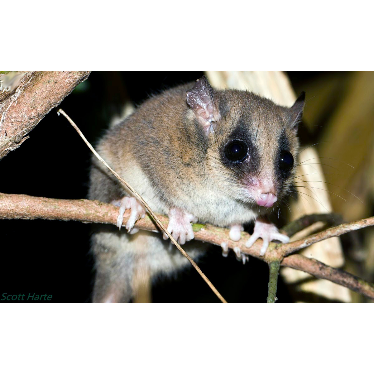 Длиннохвостый поссум (Cercartetus caudatus) Фото №10