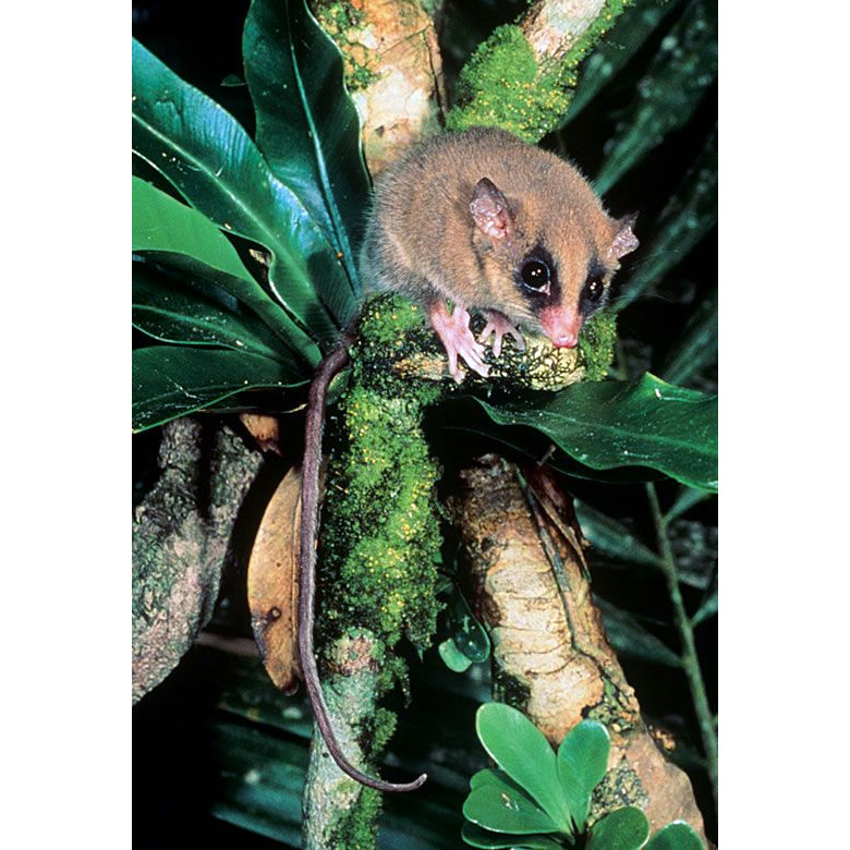 Длиннохвостый поссум (Cercartetus caudatus) Фото №3