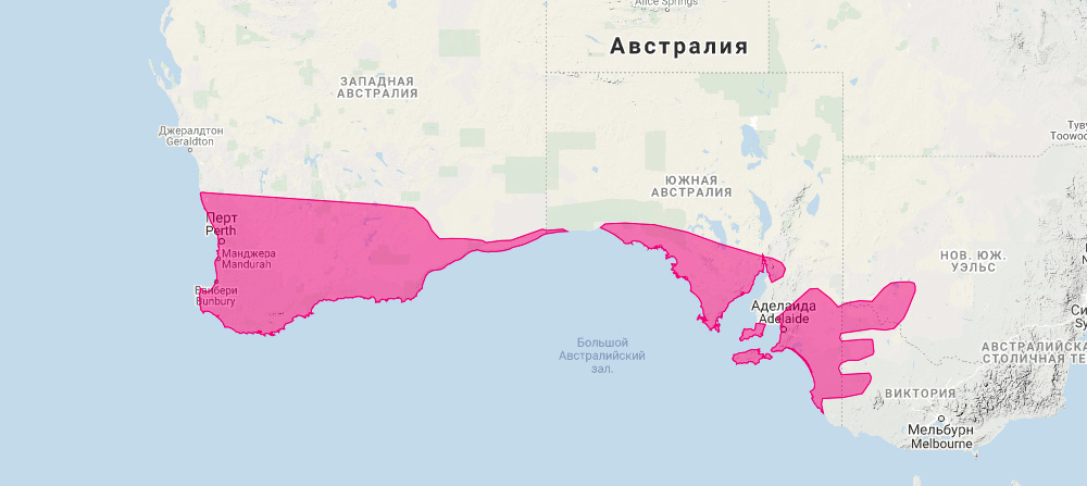 Тонкохвостый поссум (Cercartetus concinnus) Ареал обитания на карте