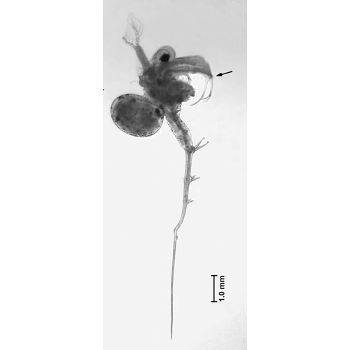 Семейство Cercopagididae фото