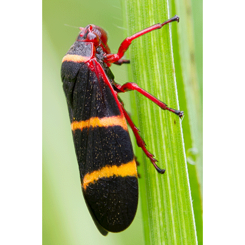 Семейство Cercopoidea фото