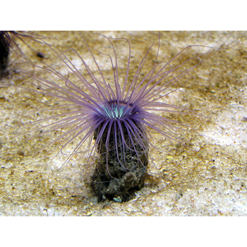 Семейство Cerianthidae  фото