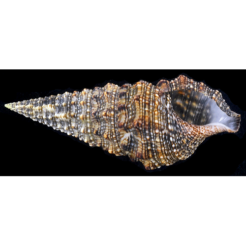 Семейство Cerithioidea  фото