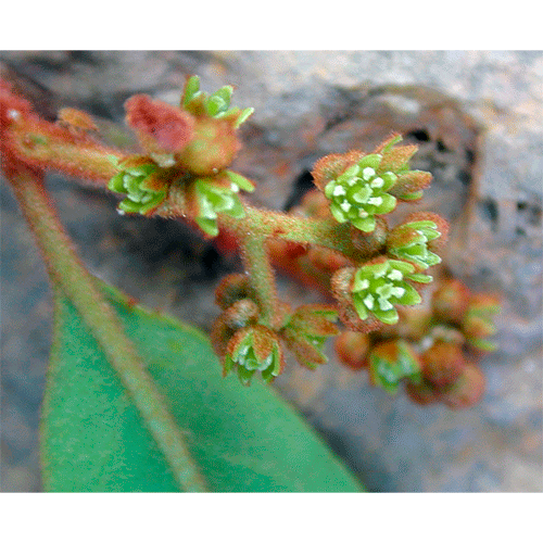 Семейство Cervantesiaceae фото