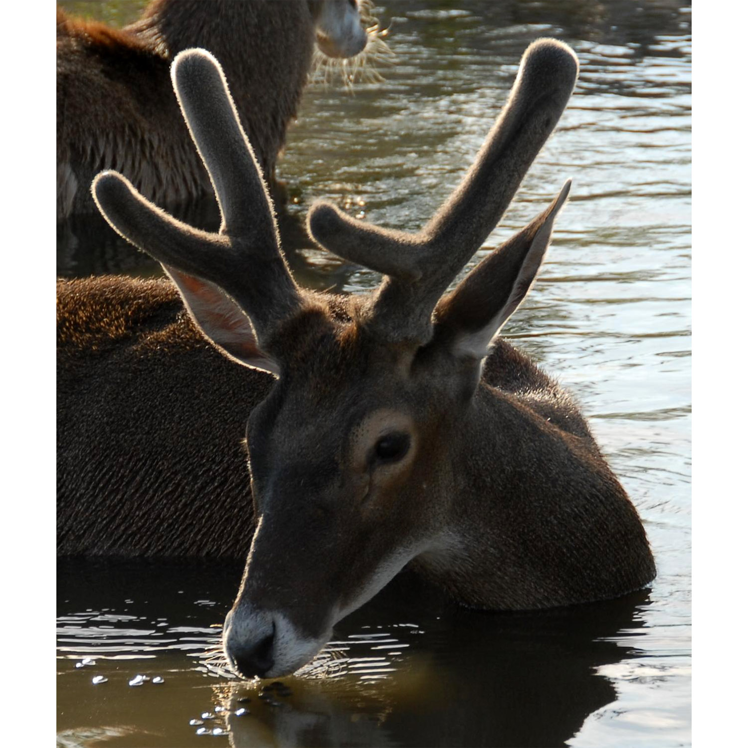 Cervus albirostris Фото №10