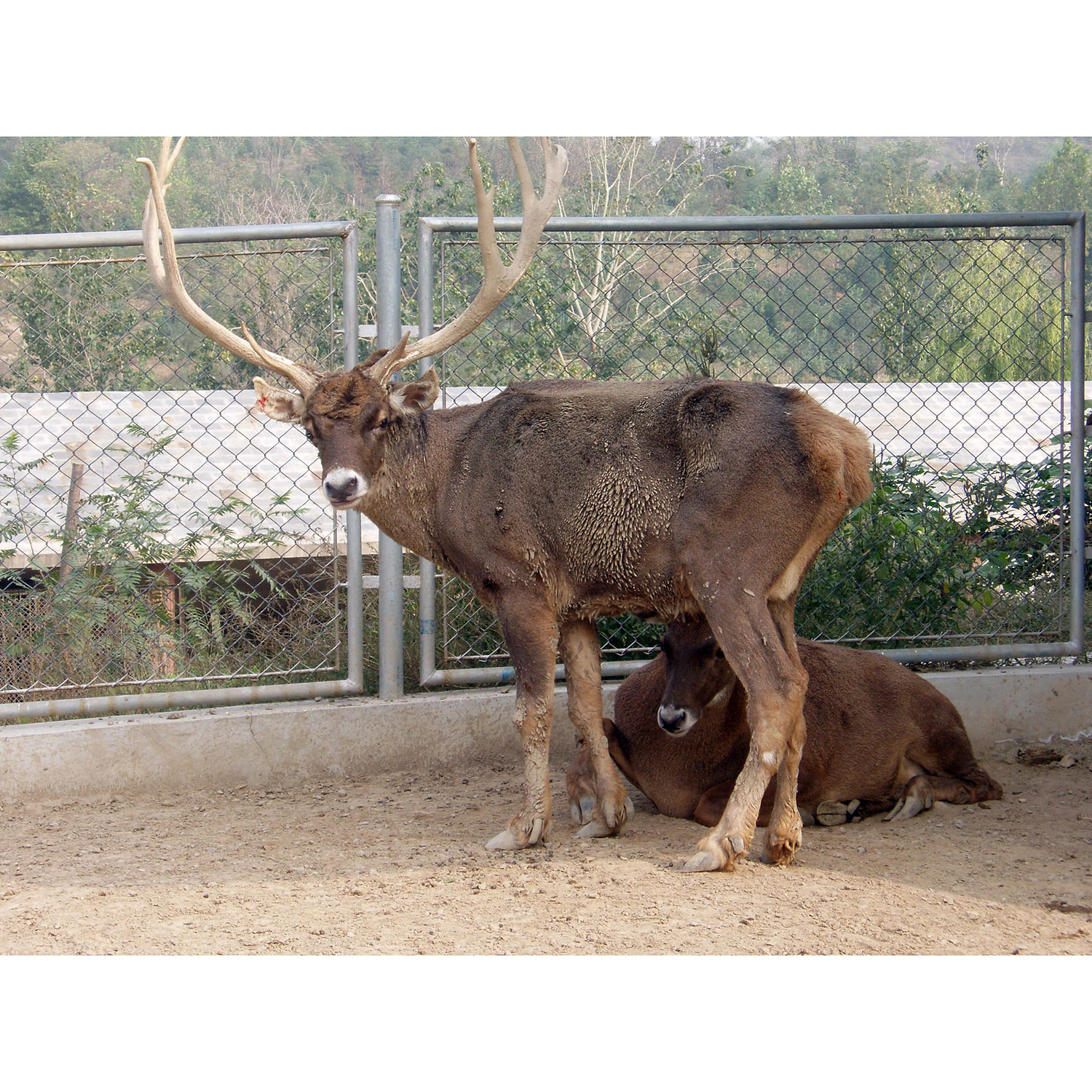 Cervus albirostris Фото №2