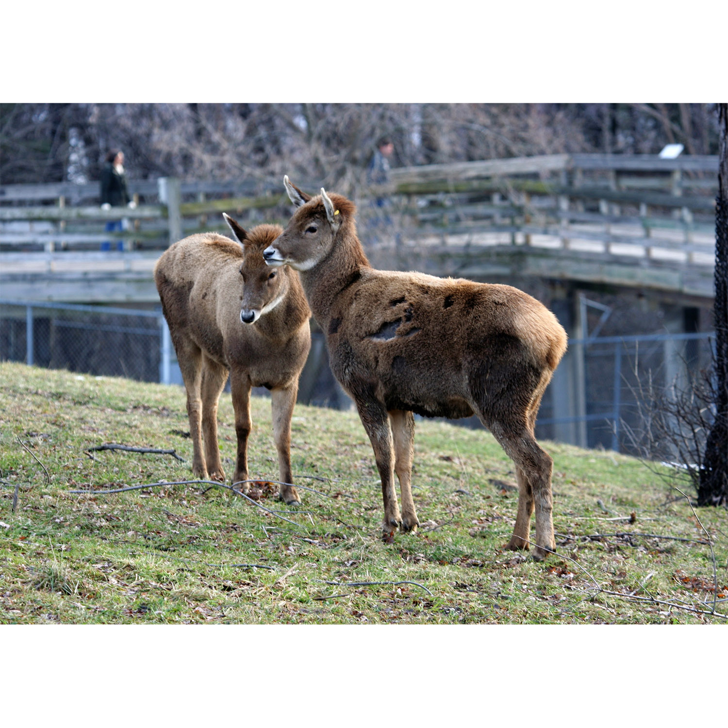 Cervus albirostris Фото №3