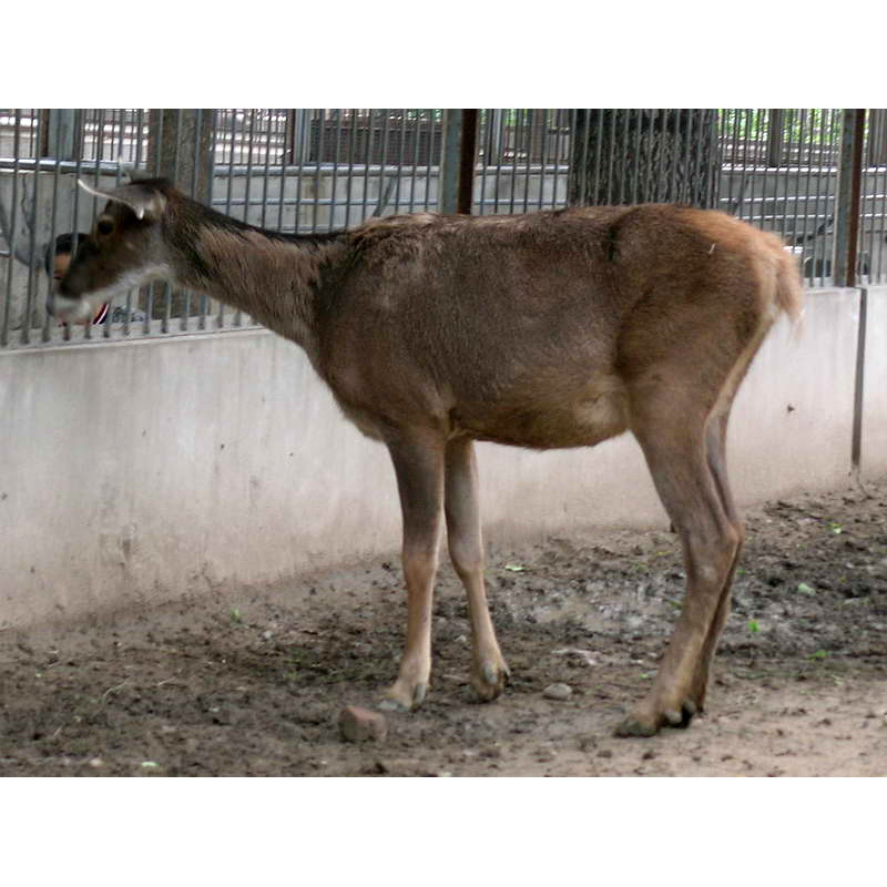 Cervus albirostris Фото №4