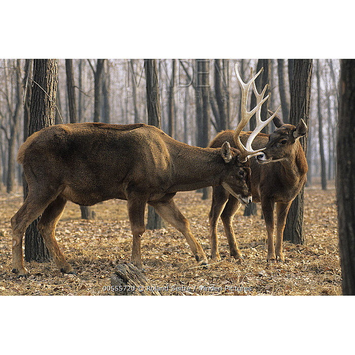 Cervus albirostris Фото №5