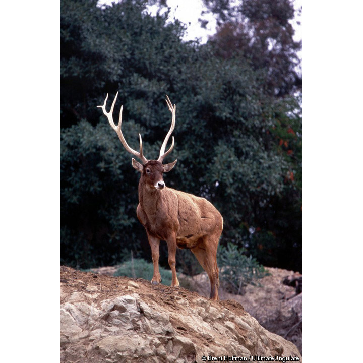 Cervus albirostris Фото №6