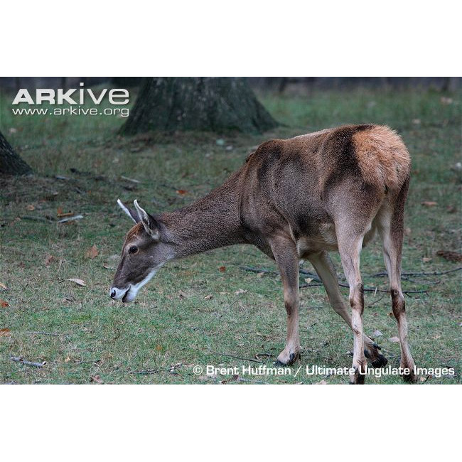 Cervus albirostris Фото №7