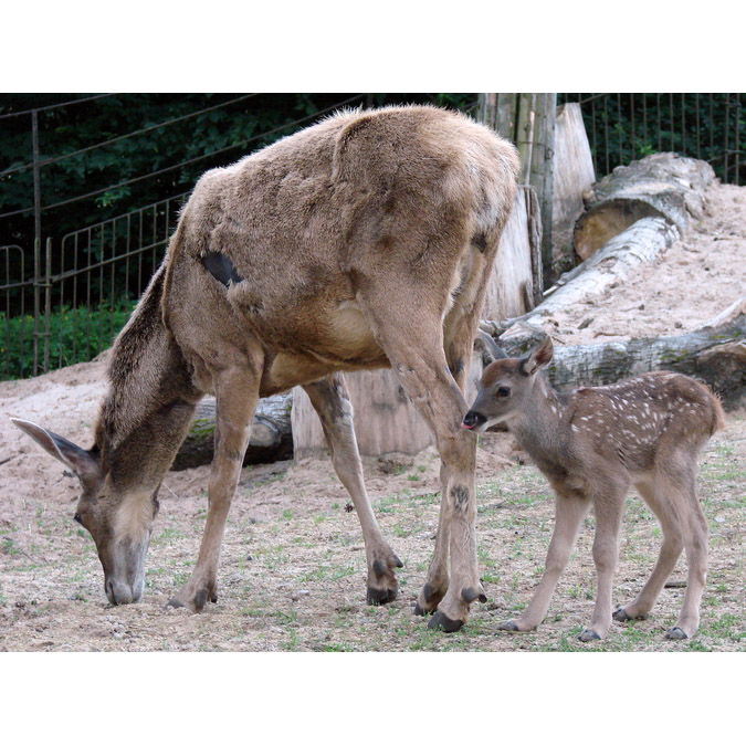 Cervus albirostris Фото №8