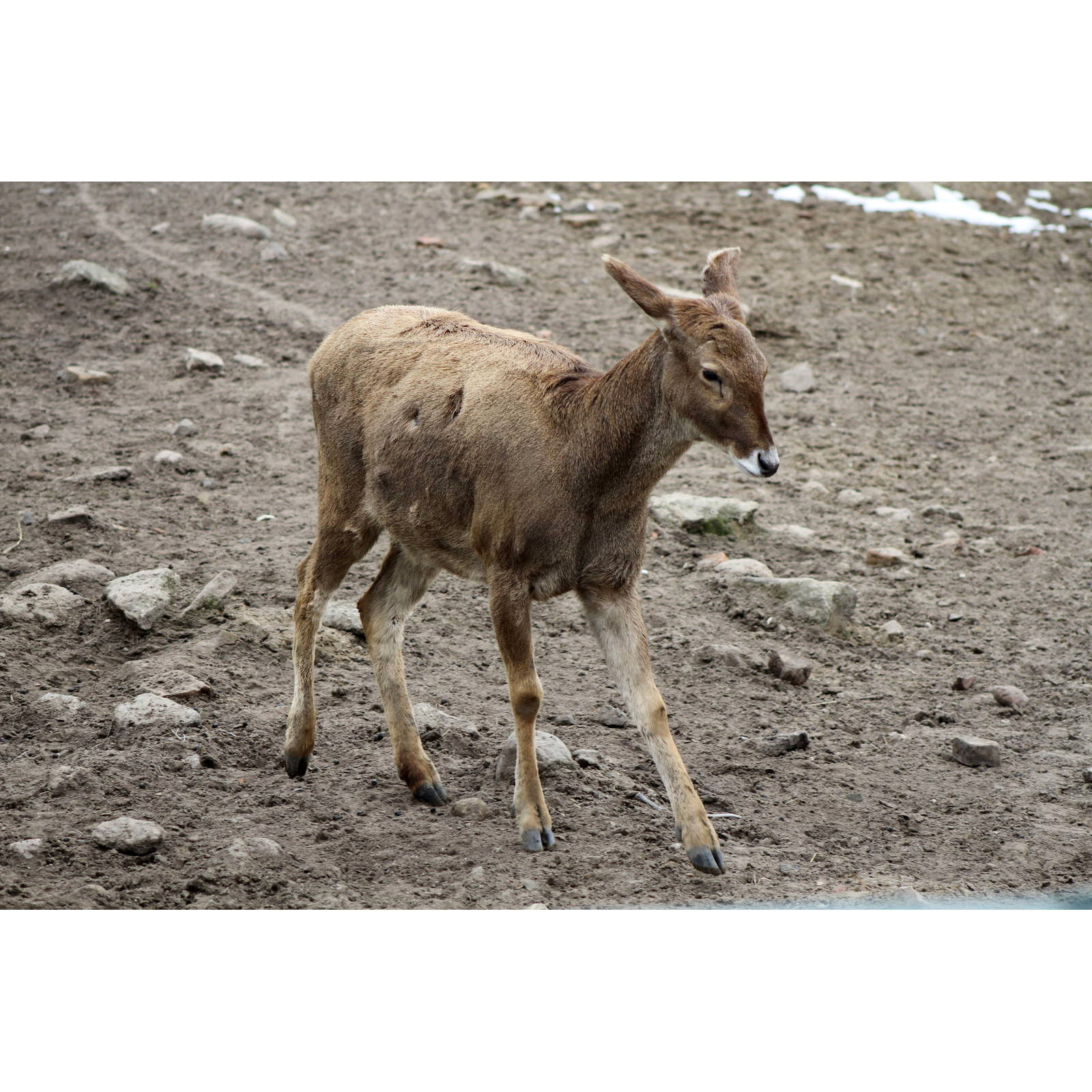 Cervus albirostris Фото №9