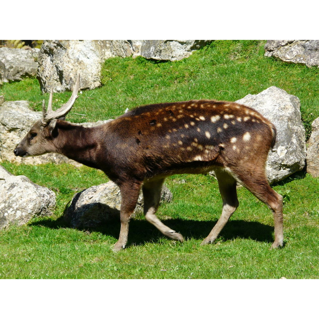 Cervus alfredi Фото №2