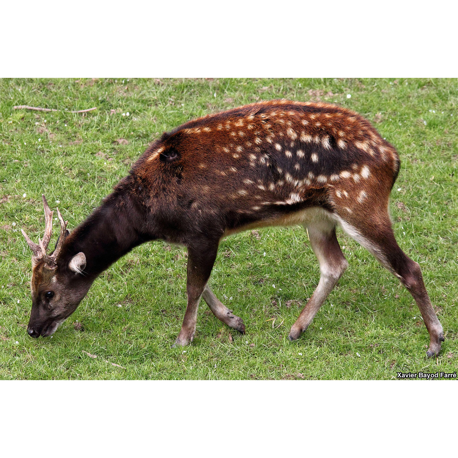 Cervus alfredi Фото №3