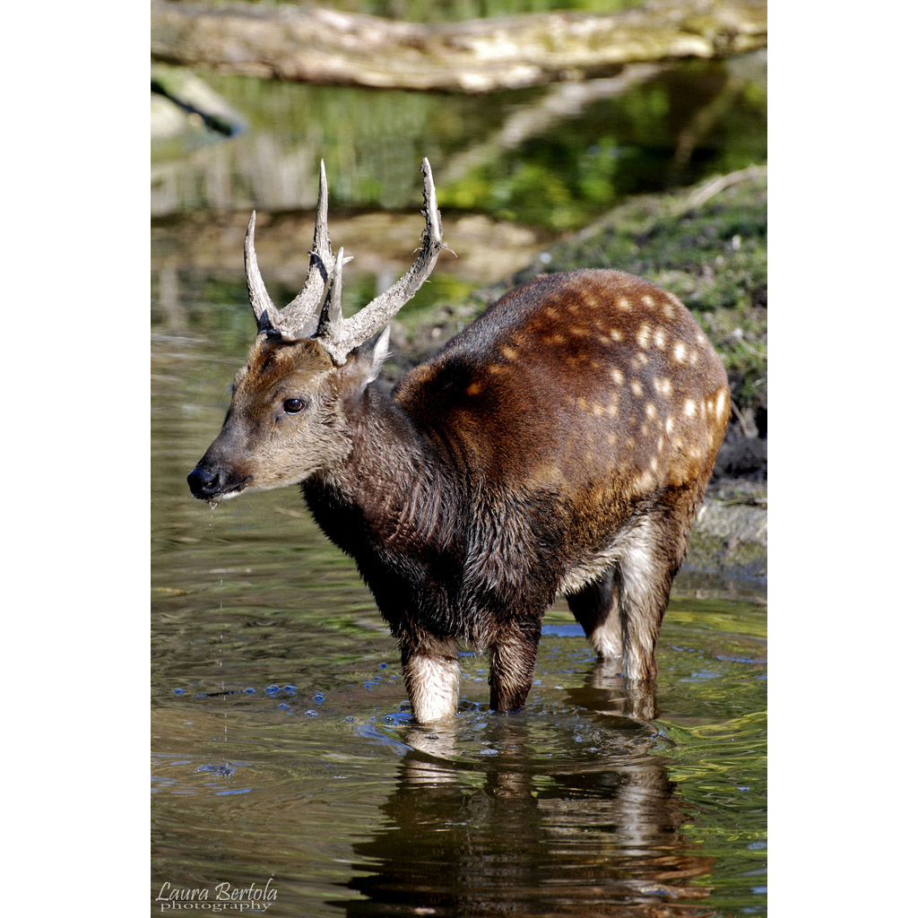 Cervus alfredi Фото №6
