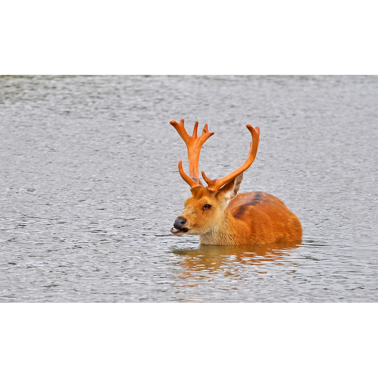 Cervus duvaucelii Фото №10