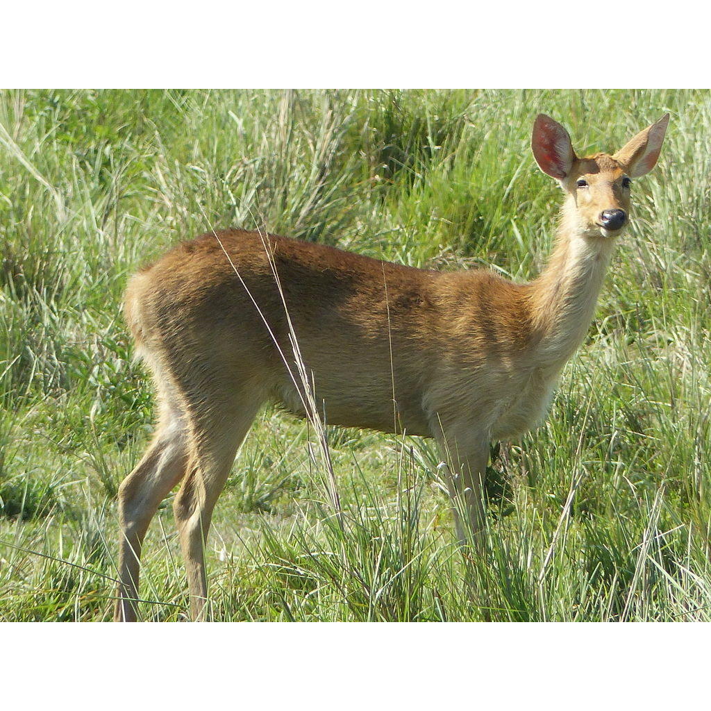 Cervus duvaucelii Фото №2