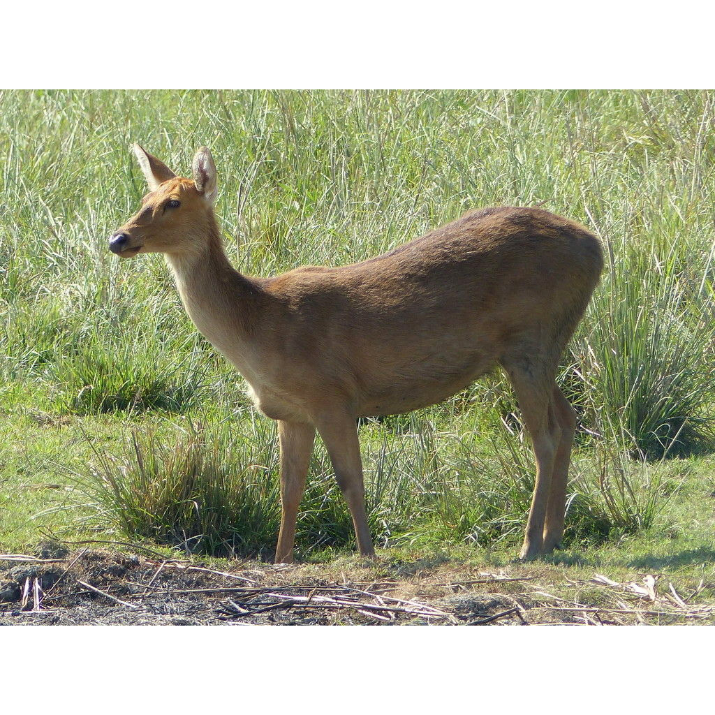 Cervus duvaucelii Фото №3