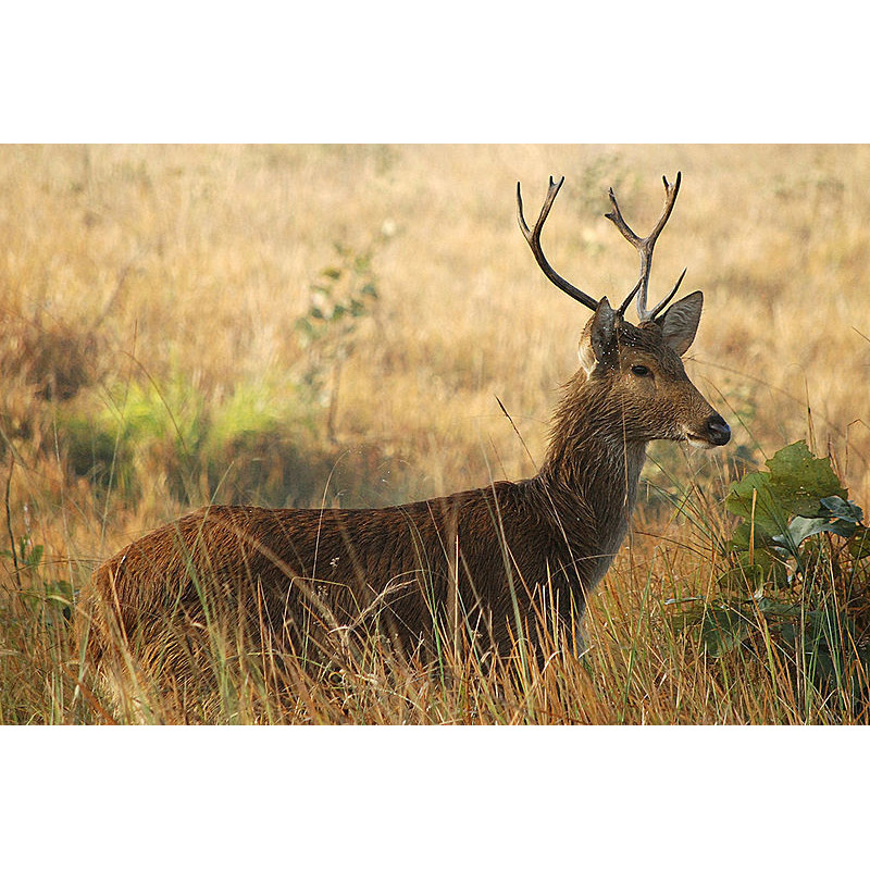 Cervus duvaucelii Фото №4