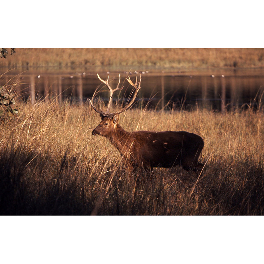 Cervus duvaucelii Фото №5