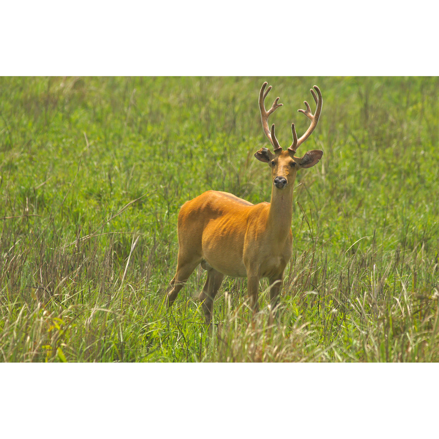 Cervus duvaucelii Фото №6